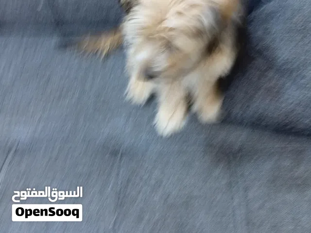كلب زينه مدرب يحذرك من اقتراب احد من باب بيتك او شي