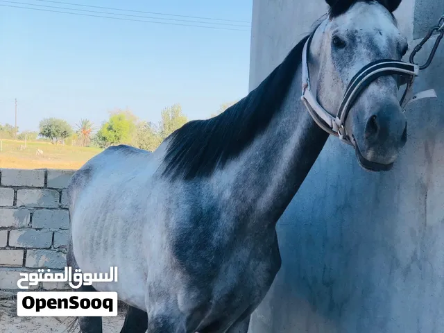 سلام عليكم حصان للبيع حصان اللله يبارك العمر 5سنين من غير وراقي للعلم الحصان طايب سيل سرج مجربتاش