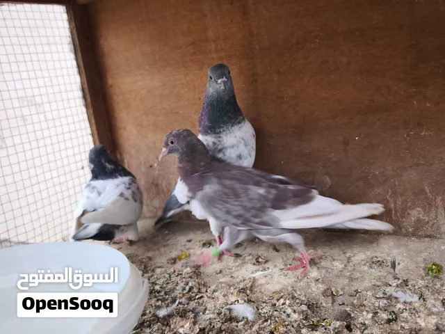 طيور صيد زوج تور باكستاني عيون سود وطيرة لوت التور سعرهن 8 والطيرة سعرها 5 مكاني ابو الخصيب العوجه ا