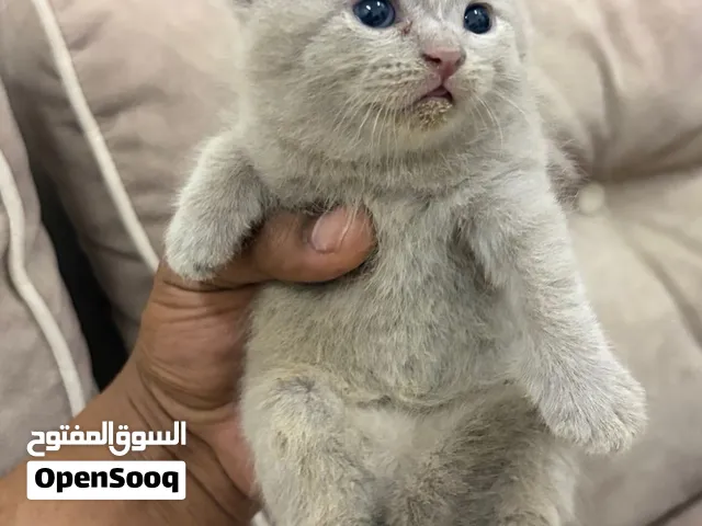 كتن يكوتش فولد