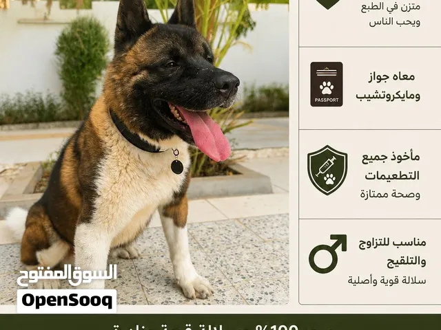 America Akita - اميريكان اكيتا