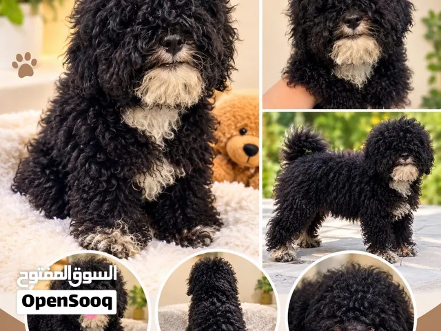 Male and female toy poodle and maltipoo puppy available healthy playful puppies