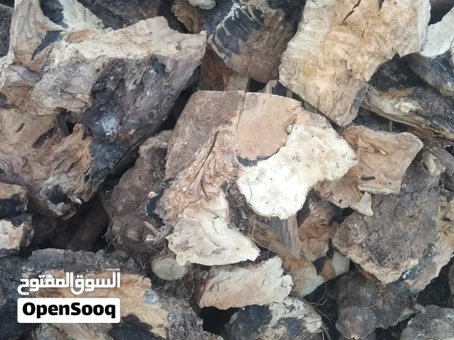حطب زيتون ناشف