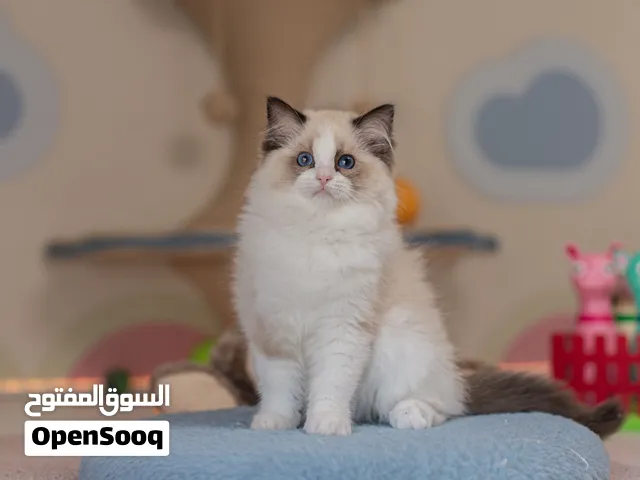 Pedigree Ragdoll Female Kitten Available