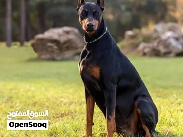 اريد كلب او جرو دبرمان او جيرمان للتبني او للشراء بسعر لا يزيد عن 50 دينار