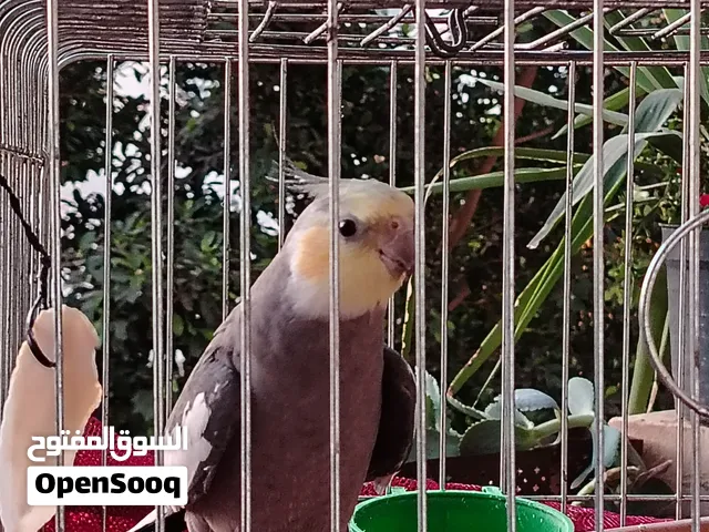 كوكتيل حبشي ذكر أليف اسمو سكر عمره سنتين يغني