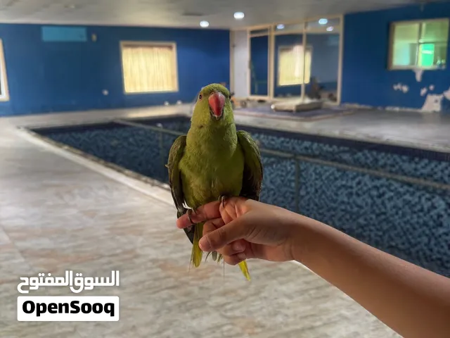 ببغاء اليف