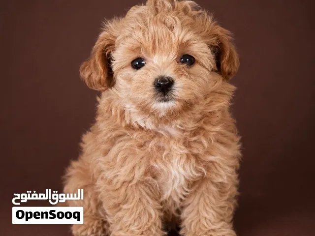 ابحث عن جرو مالتيبو بسعر طري