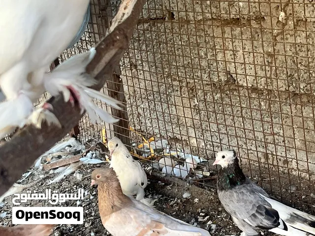 طيور امورهم طيبه