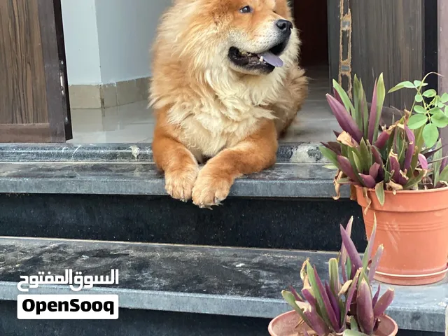 كلب تشاو تشاو