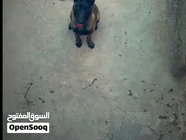 عندي كلبة مالينوا عمر 4 شهور بي الكتيب