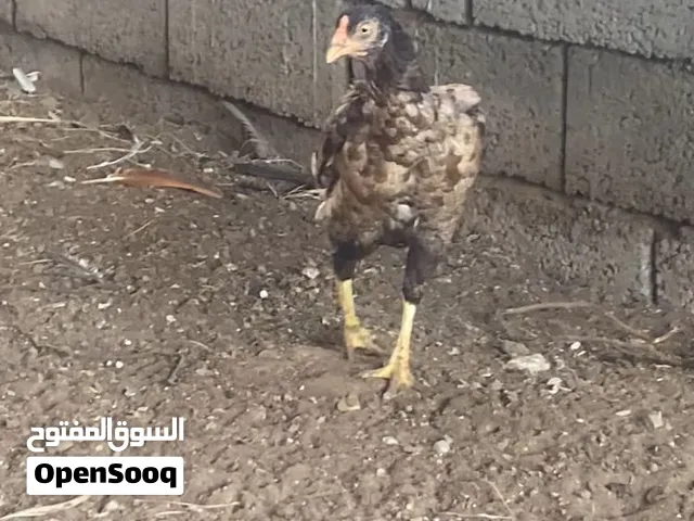 دياي باكستانيات مع ديك باكستاني