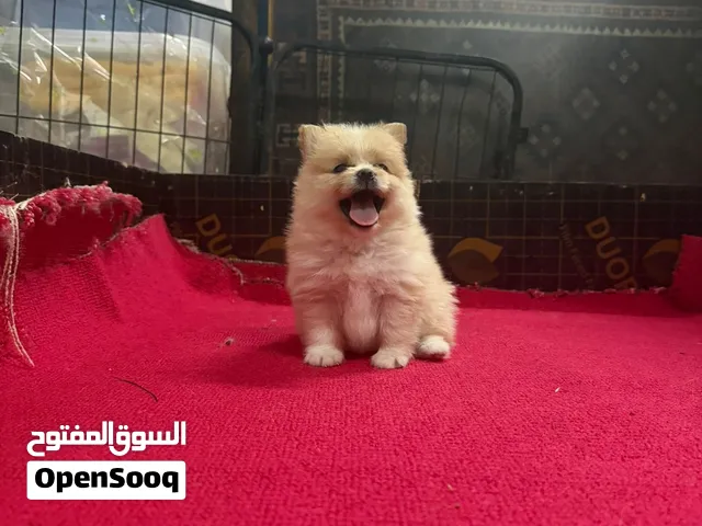 انثه بومريان