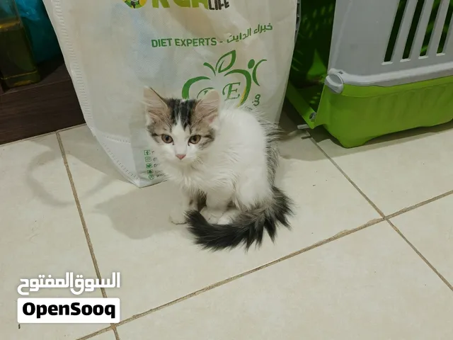 كتن عمره بين 3 و 4 شهور