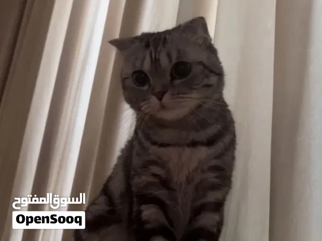 Female cat for sale text me in WhatsApp for more details and what’s your price