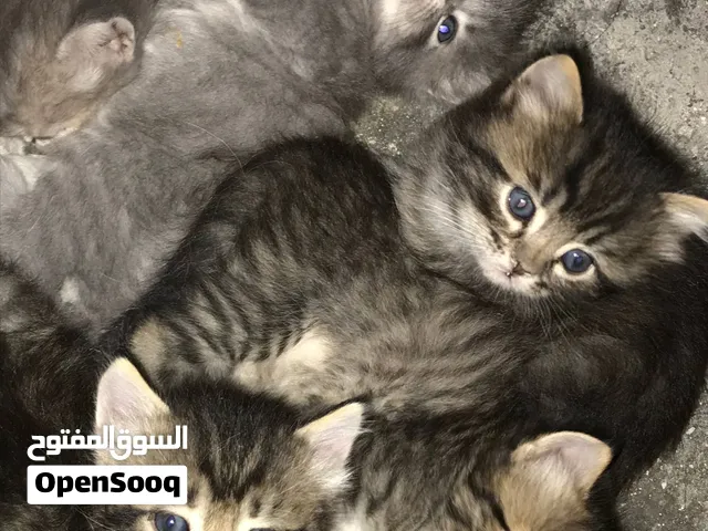 قطط مكس هيمالايا شوكلت مع سيامي