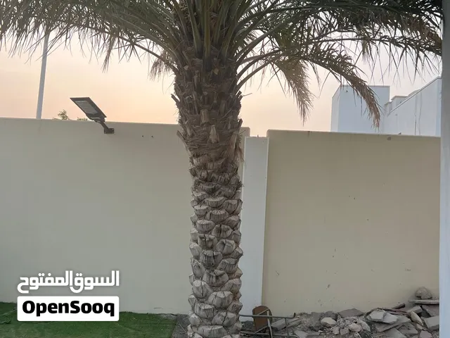 اشجار للبيع