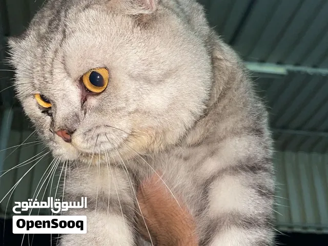قط التزاوج مستوي قوي
