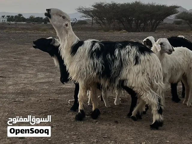 هديد للبيع