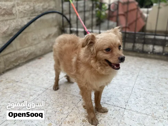 كلب لولو فرنسي بصحه كويسه جميله بتحب اللعب