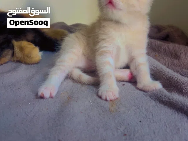 Adorable kittens ready for new home