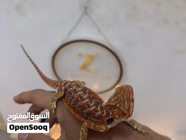 التنين الملتحي ( bearded dragon )