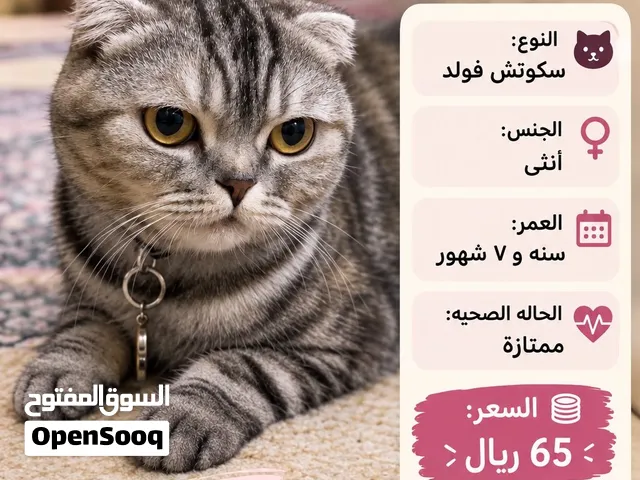 إستمارة بيع : قطه سكوتش فولد
