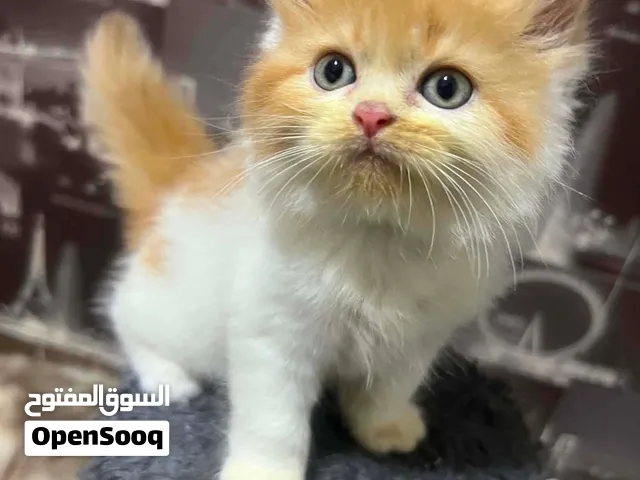 ولاد وبنات
