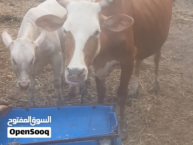 بقر للبيع جمله او مفرد