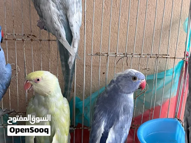 متوفر انثى نيبالي و الصحه فوق الممتازه و دره ملونات و واموهن ممتازه جدا