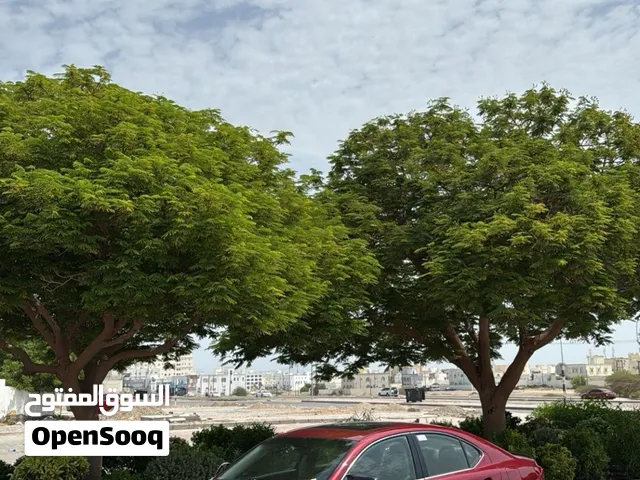 Used Lexus IS in Al Batinah