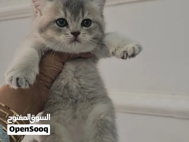 قطط سكوتش فولد واستريت   ذكور واناث