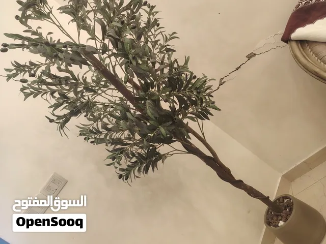 شجرة زيتون