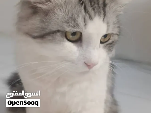 قط ذكر للبيع