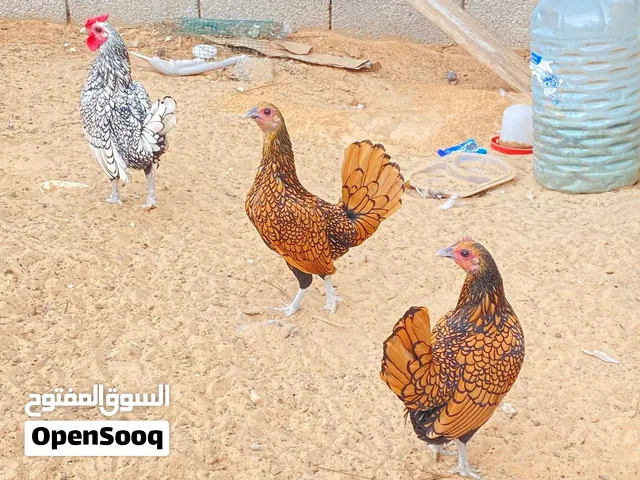 دجاجات شوف الوصف