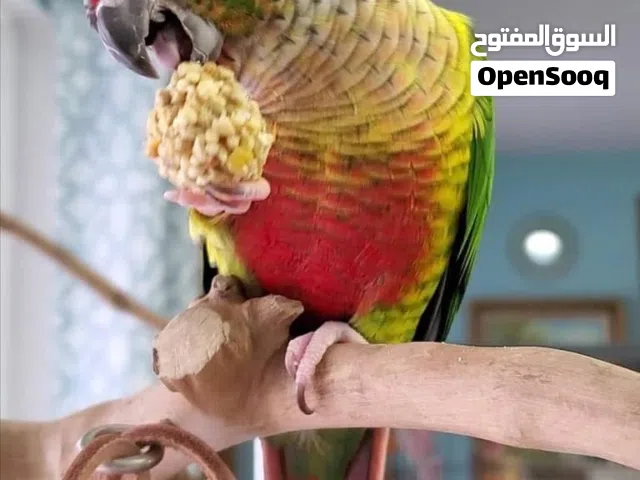 ببغاء جرين شيك