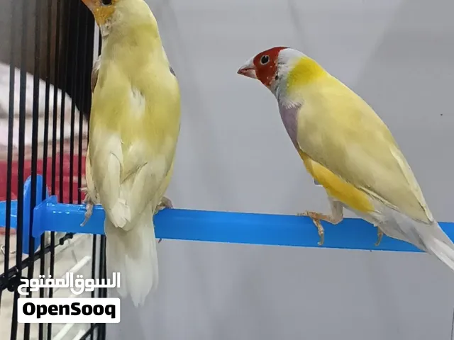 متاح زوج كولدن فنش اقره لوصف قبل ماتراسل مهم