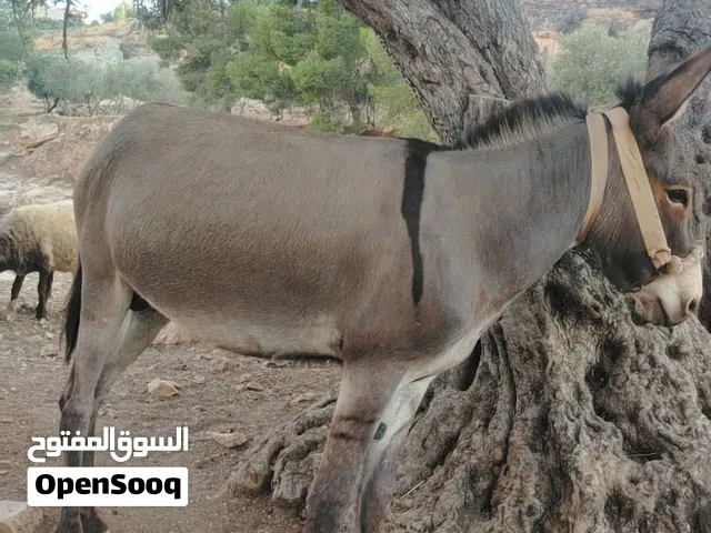جحش عمره حول السنتين