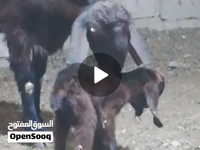 عنزهجون معها توم نخب اول