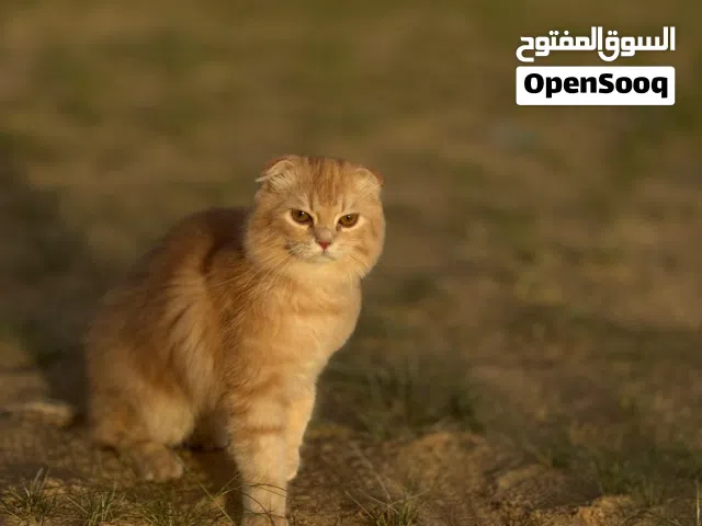 Cats for Adoption