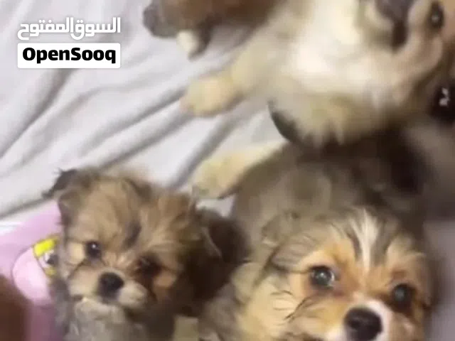 كلاب شيواوه ومال مالاتيز