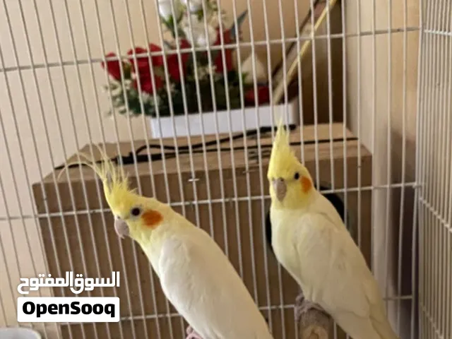 ببغاء كوكتيل