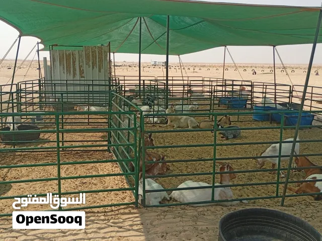 للبيع جيكيات اغلبهم سونار ومضاريع