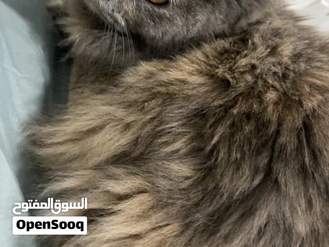 بسة للتبني