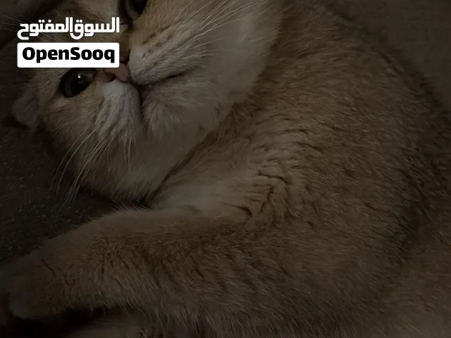 سكوتش فولد