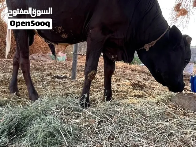 عجل ضفار مطعوم وسمين