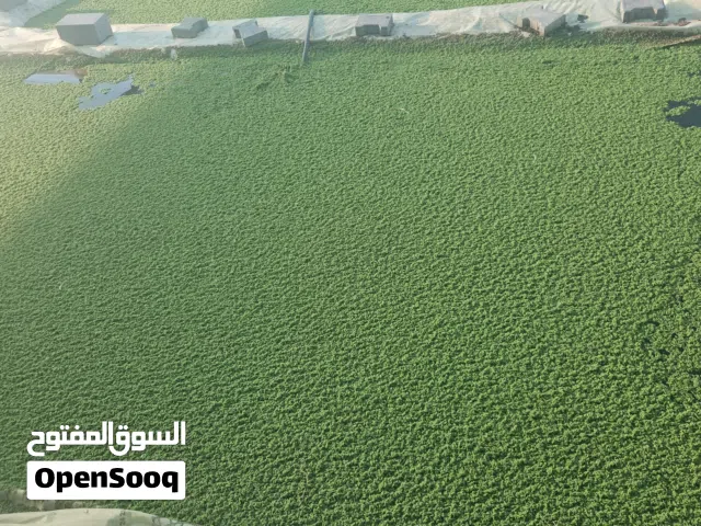متوفر الازولا