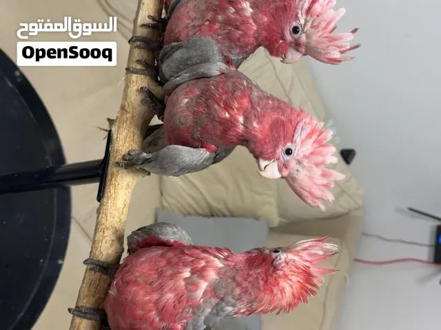 كوكاتو قالا Galah Cockatoo