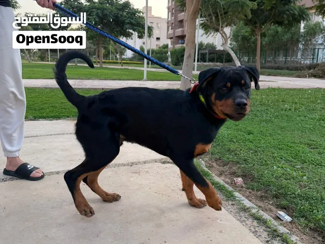 للبيع كلب روت وايلر ذكر عمر 7 شهور
