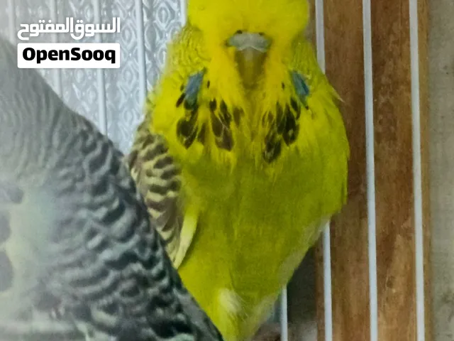 زوج نكليزي الوصف مهم